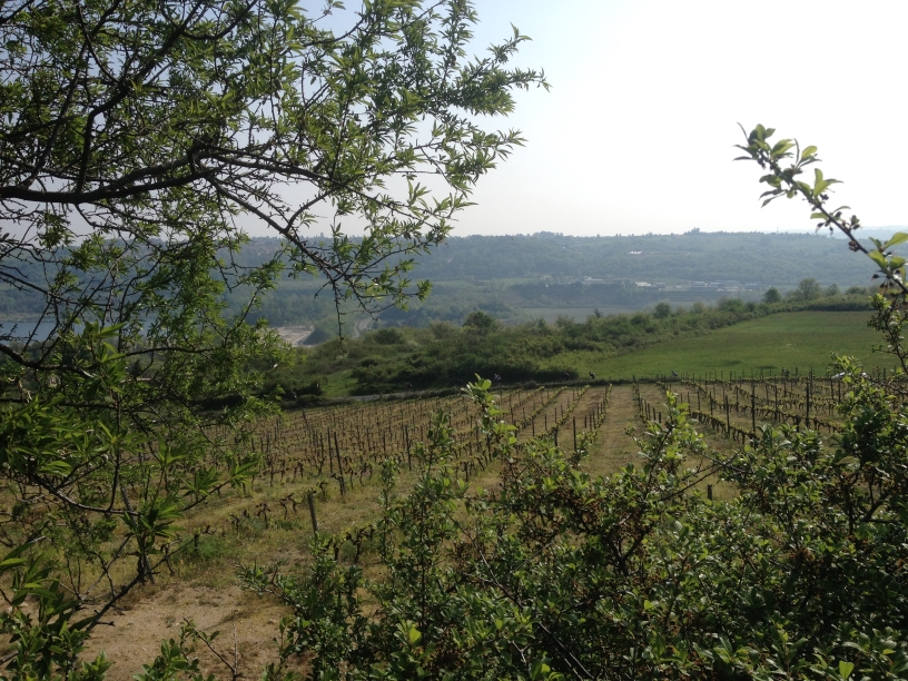 rallye des vergers 2014 VTT_110